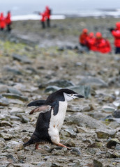 Fototapeta premium Confident Chinstrap penguin striding down rocky penguin highway on Half Moon Island, Antarctica, tourists in red coats in background