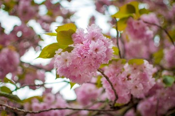 Pink sakura flower bloom in spring season. Cherry blossom with soft focus, Focus on center flower cluster