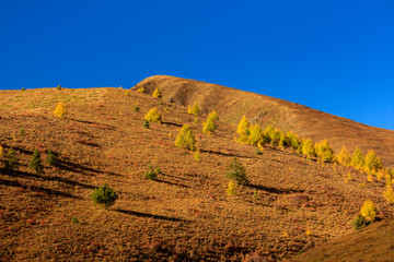 Fall Autumn Colors, Trees, Colorful Yellow, Orange and Green Leaves, Colorful Forest. Beautiful assortment of trees with different colors on side of large mountain. Layers of trees, background graphic