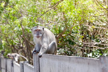 Monkey sitting on the fence in the street.
