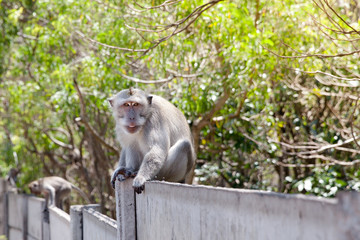 Monkey sitting on the fence in the street.