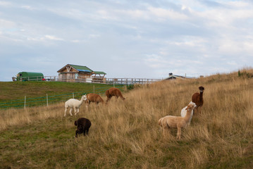 Obraz premium Alpaca farm in mountains, Monte Baldo, Italy