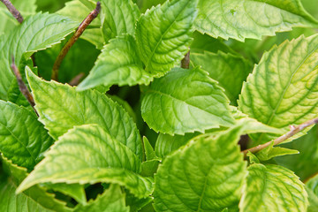 green leaf background. Day