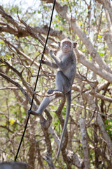 A little monkey is climbing the wires.