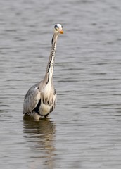 A Grey Heron wading through a lake 