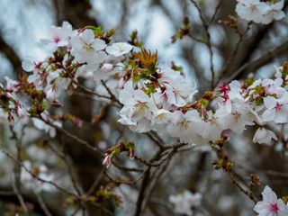 White Cherry Blossom Closeup