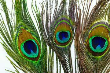 Peacock feathers on white background