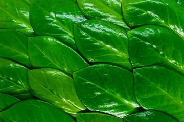 Zanzibar gem green leaves background