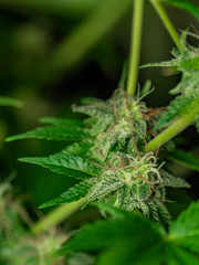 Afghan kush special variety of marijuana flower with aged blooms