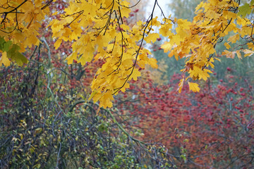 Autumn leaves of maples in a city park. Brest, Belarus