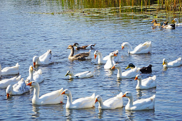 Domestic geese swim in the river
