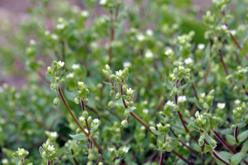 In the field in the soil grows Stellaria media