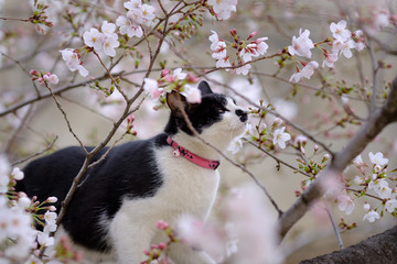 桜猫