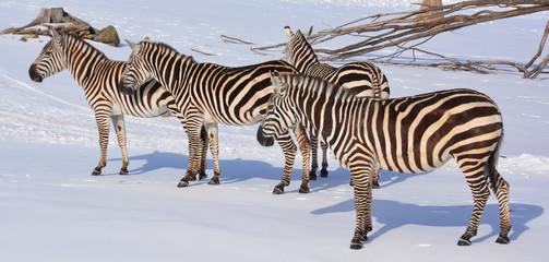 Winter time Zebras are several species of African equids (horse family) united by their distinctive...