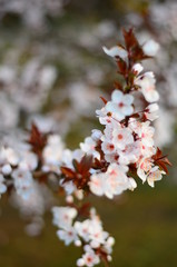 White vertical cherry blossom branch