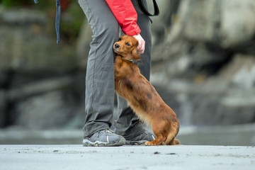 Dachsund loving his owner