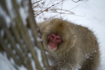 Curious Snow Monkey Looking at Camera