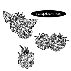 Vector black and white hand drawn of raspberries in engraving style.