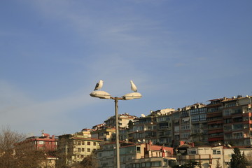 bird