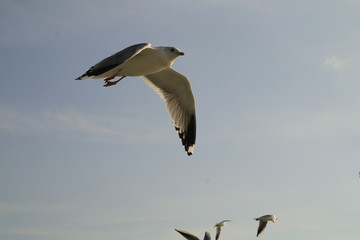 seagull in flight