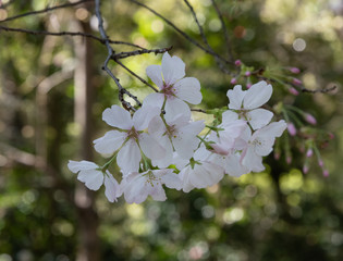 Beautiful isolated cherry blossom in springtime, Southern California