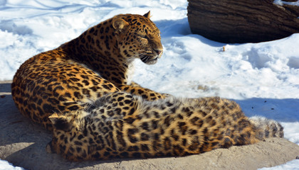 Amur leopard is a leopard subspecies native to the Primorye region of southeastern Russia and the Jilin Province of northeast China. © Daniel Meunier