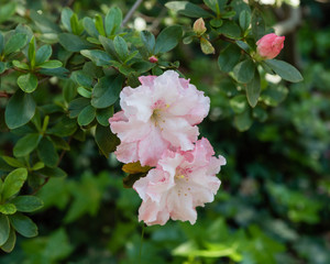 Beautiful white and pink azalea blooms in springtime, Southern California