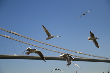 birds on wire
