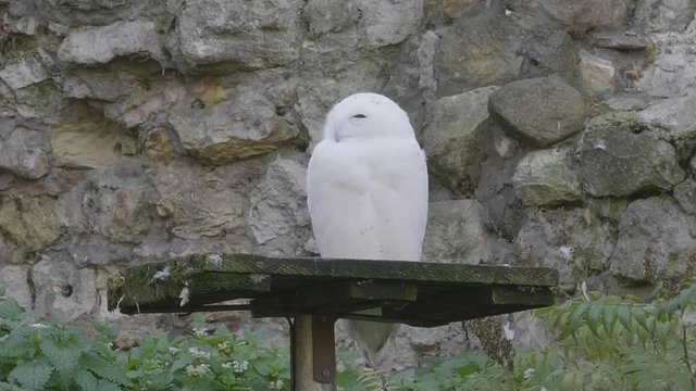 snowy owl (Bubo scandiacus or Nyctea scandiaca) sitting on a stick.