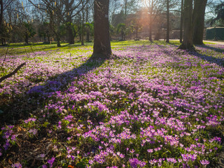 Naklejka premium Beautiful meadow with purple crocuses