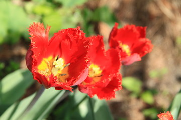 Tulipan