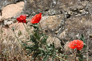 red poppy against a backdrop of stone wall