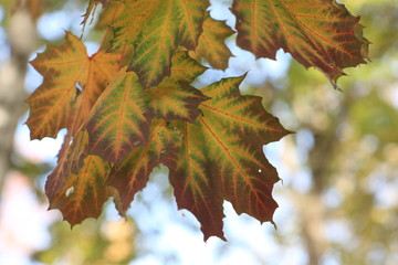 золотая осень