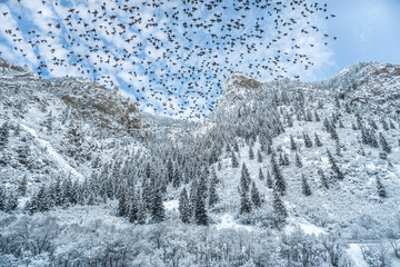 Winter landscape with trees and snow