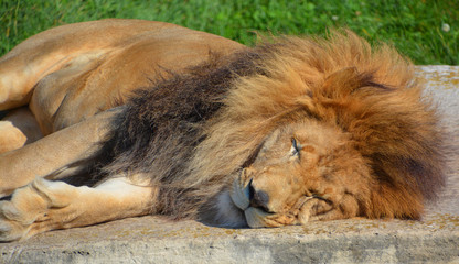 The lion is one of the four big cats in the genus Panthera, and a member of the family Felidae....