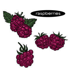 Vector hand drawn illustration of raspberries on white background. 