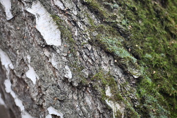 кора дерева