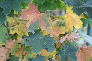 золотая осень листья