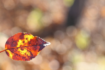 листок воздух