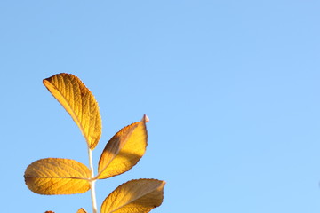 листок небо