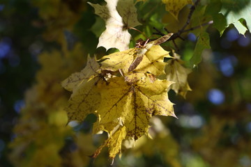 золотая осень