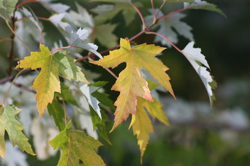 лето листок