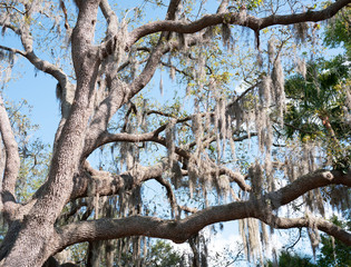 Spanish moss in tree