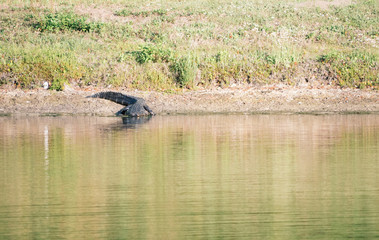 Alligator is taking sun bath	
