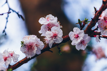 cherry tree blossom