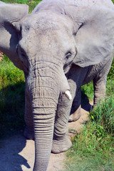 African elephants are elephants of the genus Loxodonta. The genus consists of two extant species:...