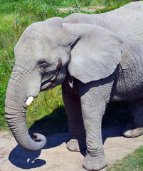 African elephants are elephants of the genus Loxodonta. The genus consists of two extant species:...