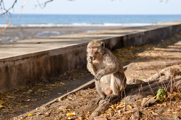 Wild monkey sitting and eating fruit.