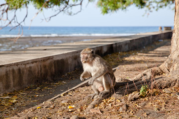 Wild monkey sitting and eating fruit.