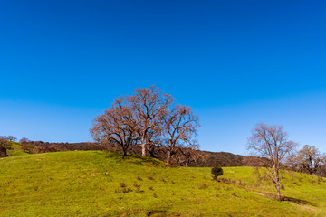 Oak Tree on Hill in Winter